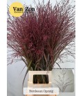 Panicum teinté bordeaux