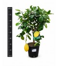 Citronnier Ø 22
