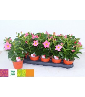 Dipladenia rio light pink Ø 12