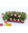 Dipladenia rio light pink Ø 12