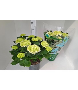 Hortensia mix Ø 23