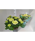 Hortensia mix Ø 23