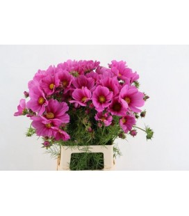 Cosmos Bipinnatus 70 cm 