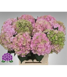 Hortensia Roy Sympho cl 60 cm