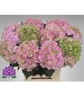 Hortensia Roy Sympho cl 60 cm