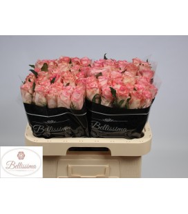 Rose Rhoslyn 60 cm