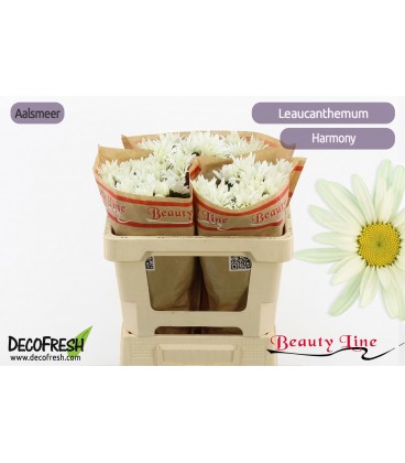 Leucadendron S Harmony 50 cm