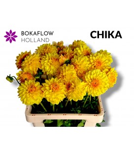 Dahlia ov 60 cm