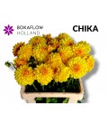 Dahlia ov 60 cm