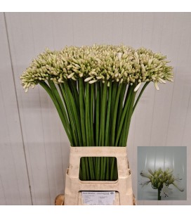 Agapanthe ov 85 cm