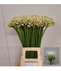 Agapanthe ov 85 cm