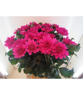 Dahlia ov 55 cm