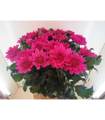 Dahlia ov 70 cm