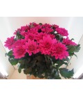 Dahlia ov 70 cm
