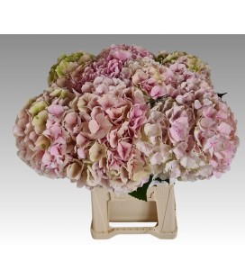 Hortensia Verena cl 60 cm