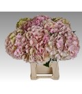 Hortensia Verena cl 60 cm