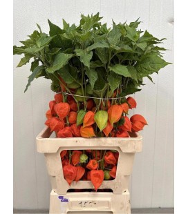 Physalis Lampion Tak 80 cm