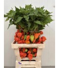 Physalis Lampion Tak 80cm