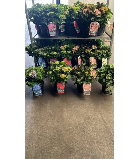 Hortensia Pot de 23 Mix Ext