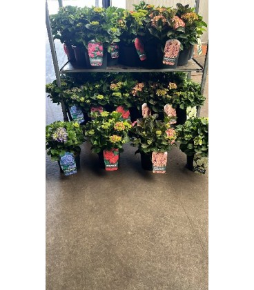 Hortensia Pot de 23 Mix Ext