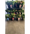 Hortensia Pot de 23 Mix Ext