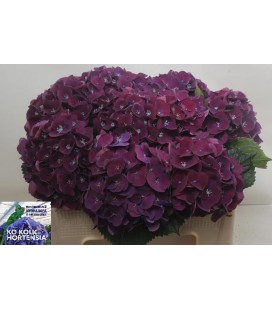 Hortensia Mon amour 50 cm