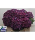 Hortensia Mon amour 60 cm