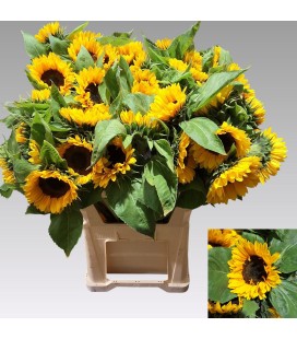 Tournesol Sunrich Provence 80cm