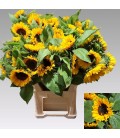 Tournesol Sunrich Provence 80cm