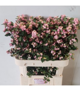Symphorine Mag Char Fant 80 cm