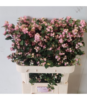 Symphorine Mag Char Fant 50 cm