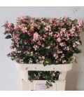 Symphorine Mag Char Fant 50 cm