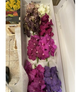 Vanda Mix (la branche)