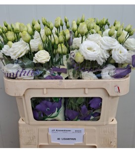 Lisianthus Rosita white