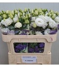 Lisianthus Rosita white