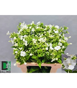 Phlox p gogo w  50 cm