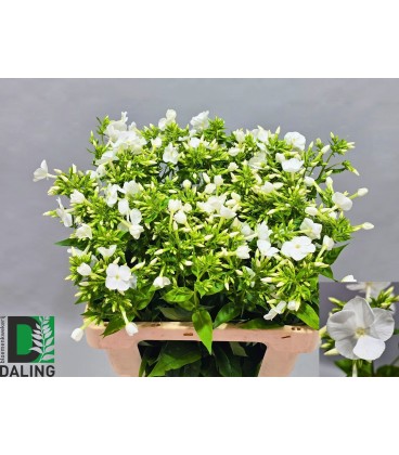 Phlox p gogo w  50 cm