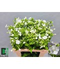 Phlox p gogo w  50 cm