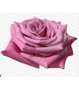 Rose equat Babaloo 50 cm  *25