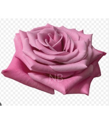 Rose equat Babaloo 50 cm  *25