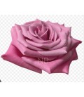 Rose equat Babaloo 50 cm  *25