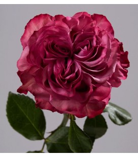 Rose equat Country blues 60 cm *25
