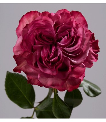 Rose equat Country blues 60 cm *25