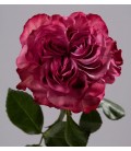 Rose equat Country blues 60 cm *25