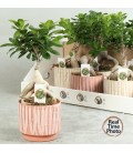 Ficus ginseng Ø14 cm