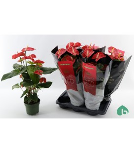 Anthurium Madural Ø 17