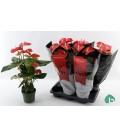 Anthurium Madural Ø 17