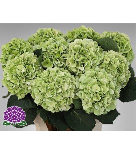 Hortensia Verena cl 80 cm
