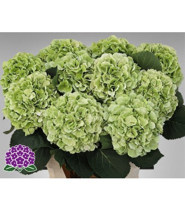 Hortensia Verena Cl 65 cm rose