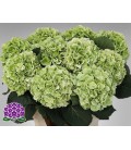 Hortensia Verena cl 80 cm